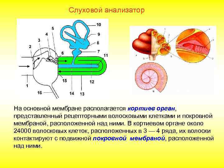 Слуховой анализатор На основной мембране располагается кортиев орган, представленный рецепторными волосковыми клетками и покровной