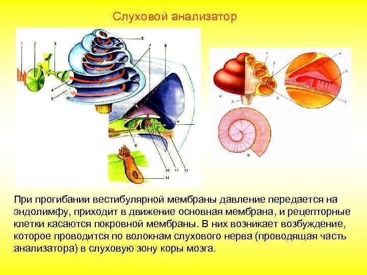 Блок схема слухового анализатора