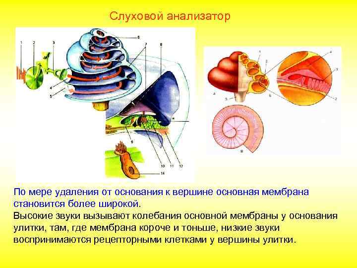 Слуховой анализатор. Рецепторные клетки слухового анализатора. Строение звукового анализатора. Основная мембрана слухового анализатора. Звуковой анализатор человека.