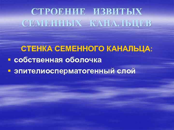 СТРОЕНИЕ ИЗВИТЫХ СЕМЕННЫХ КАНАЛЬЦЕВ СТЕНКА СЕМЕННОГО КАНАЛЬЦА: § собственная оболочка § эпителиосперматогенный слой 