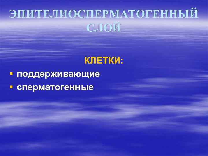ЭПИТЕЛИОСПЕРМАТОГЕННЫЙ СЛОЙ КЛЕТКИ: § поддерживающие § сперматогенные 