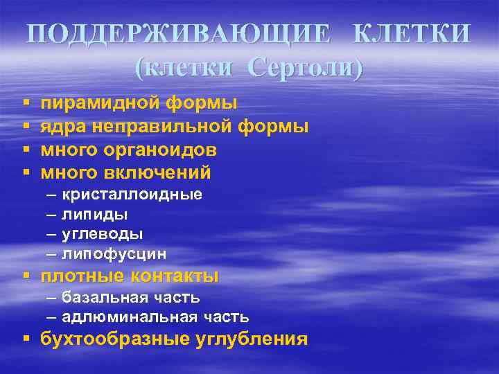 ПОДДЕРЖИВАЮЩИЕ КЛЕТКИ (клетки Сертоли) § § пирамидной формы ядра неправильной формы много органоидов много