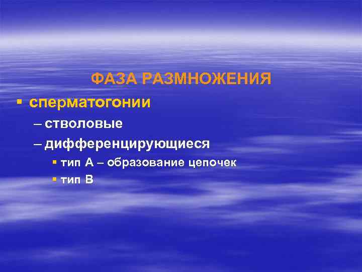 ФАЗА РАЗМНОЖЕНИЯ § сперматогонии – стволовые – дифференцирующиеся § тип А – образование цепочек