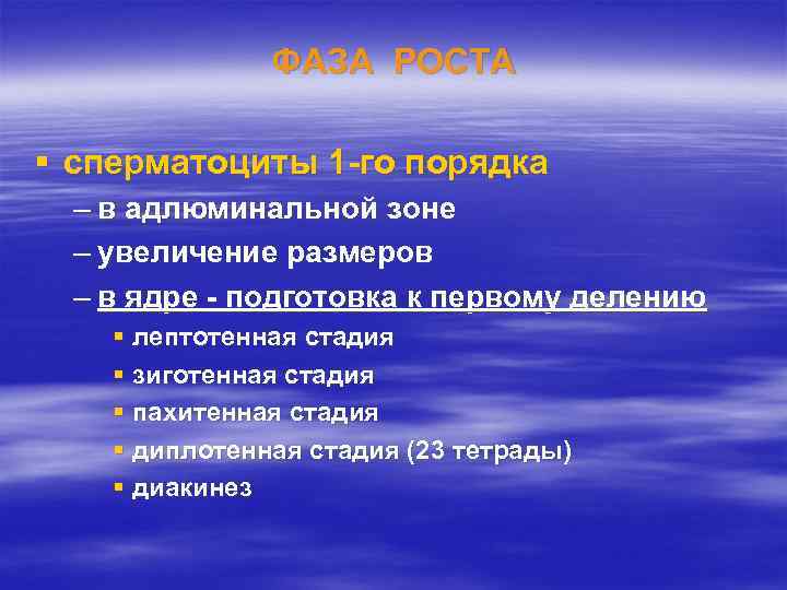 ФАЗА РОСТА § сперматоциты 1 -го порядка – в адлюминальной зоне – увеличение размеров