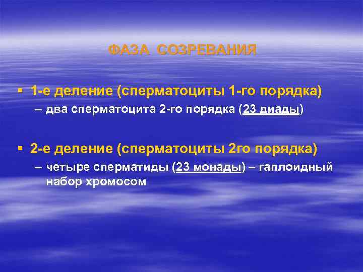 ФАЗА СОЗРЕВАНИЯ § 1 -е деление (сперматоциты 1 -го порядка) – два сперматоцита 2