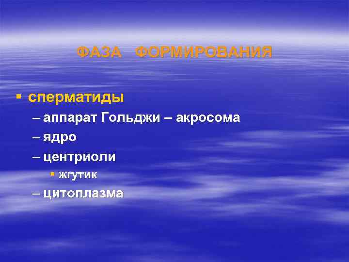 ФАЗА ФОРМИРОВАНИЯ § сперматиды – аппарат Гольджи – акросома – ядро – центриоли §