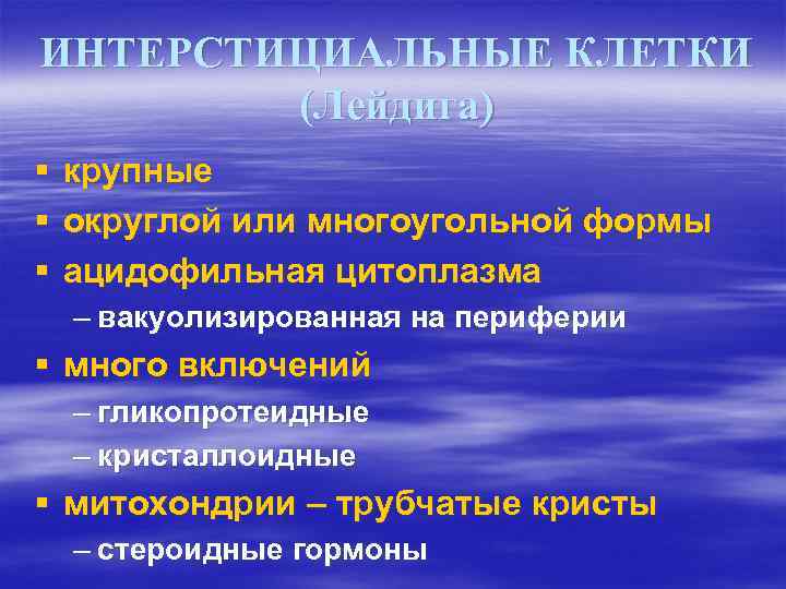 ИНТЕРСТИЦИАЛЬНЫЕ КЛЕТКИ (Лейдига) § § § крупные округлой или многоугольной формы ацидофильная цитоплазма –