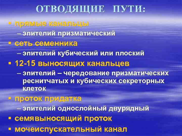 ОТВОДЯЩИЕ ПУТИ: § прямые канальцы – эпителий призматический § сеть семенника – эпителий кубический