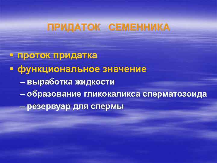 ПРИДАТОК СЕМЕННИКА § проток придатка § функциональное значение – выработка жидкости – образование гликокаликса