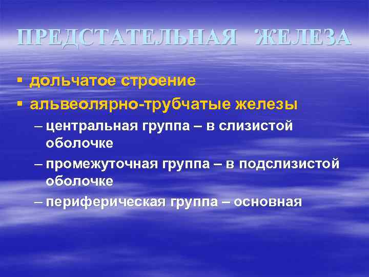 ПРЕДСТАТЕЛЬНАЯ ЖЕЛЕЗА § дольчатое строение § альвеолярно-трубчатые железы – центральная группа – в слизистой
