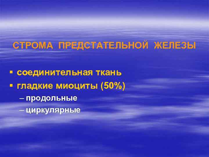 СТРОМА ПРЕДСТАТЕЛЬНОЙ ЖЕЛЕЗЫ § соединительная ткань § гладкие миоциты (50%) – продольные – циркулярные