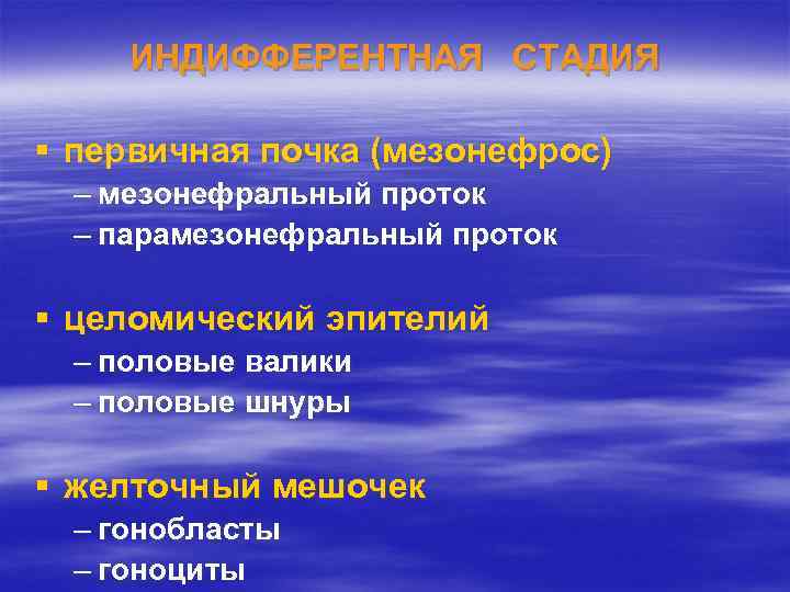 ИНДИФФЕРЕНТНАЯ СТАДИЯ § первичная почка (мезонефрос) – мезонефральный проток – парамезонефральный проток § целомический