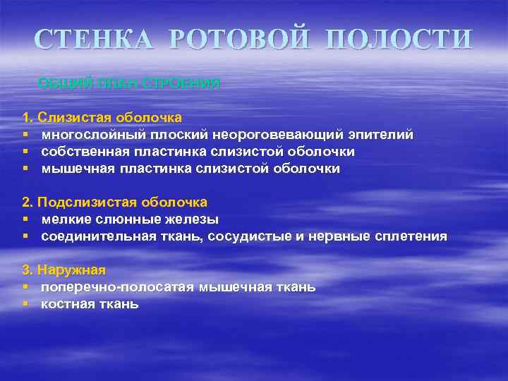 СТЕНКА РОТОВОЙ ПОЛОСТИ ОБЩИЙ ПЛАН СТРОЕНИЯ 1. Слизистая оболочка § многослойный плоский неороговевающий эпителий