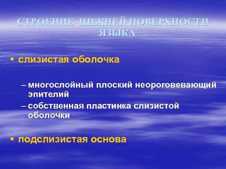 СТРОЕНИЕ НИЖНЕЙ ПОВЕРХНОСТИ ЯЗЫКА § слизистая оболочка – многослойный плоский неороговевающий эпителий – собственная