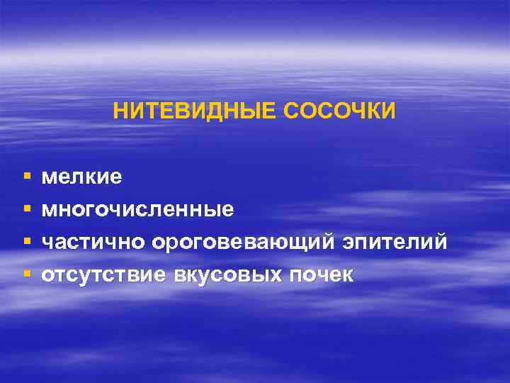 НИТЕВИДНЫЕ СОСОЧКИ § § мелкие многочисленные частично ороговевающий эпителий отсутствие вкусовых почек 
