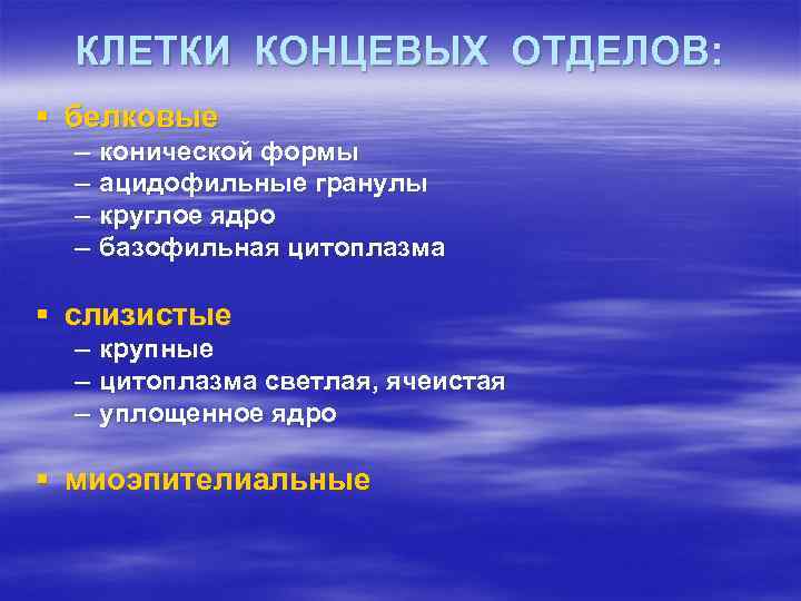 КЛЕТКИ КОНЦЕВЫХ ОТДЕЛОВ: § белковые – – конической формы ацидофильные гранулы круглое ядро базофильная