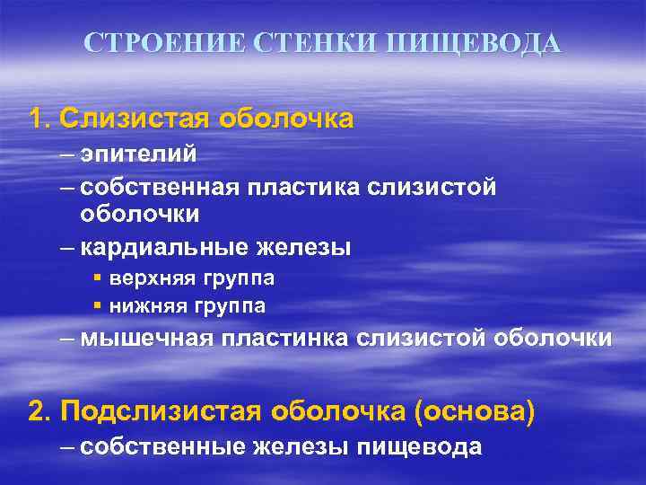 СТРОЕНИЕ СТЕНКИ ПИЩЕВОДА 1. Слизистая оболочка – эпителий – собственная пластика слизистой оболочки –