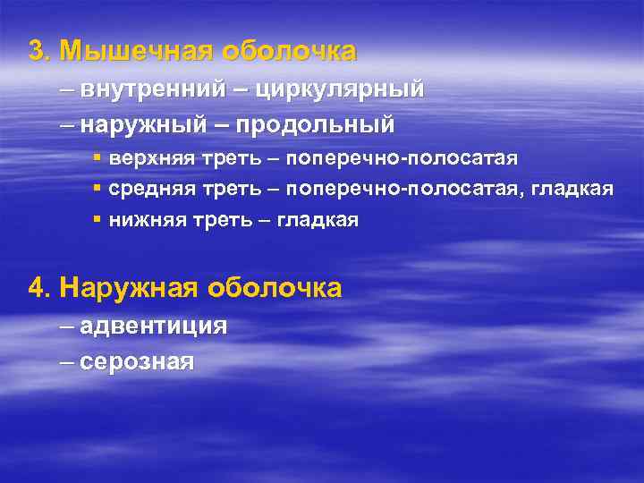 3. Мышечная оболочка – внутренний – циркулярный – наружный – продольный § верхняя треть