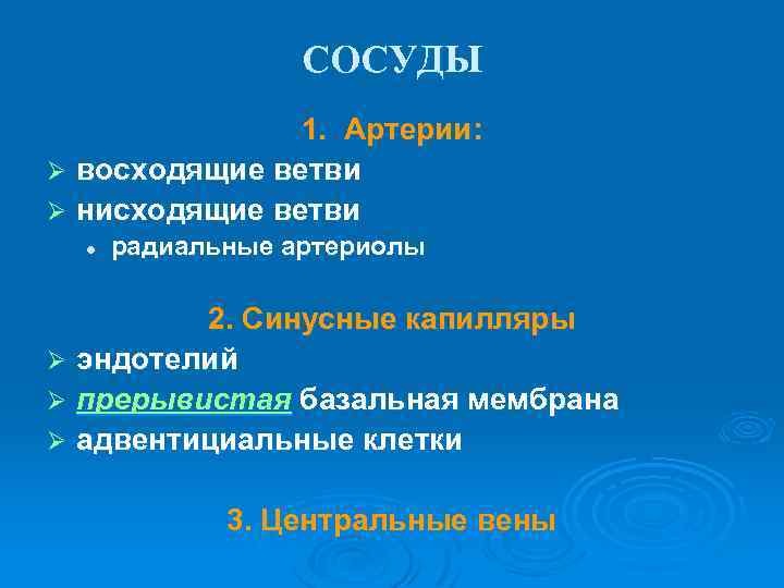 СОСУДЫ 1. Артерии: Ø восходящие ветви Ø нисходящие ветви l радиальные артериолы 2. Синусные