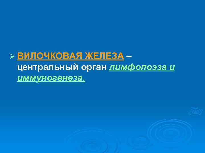 Ø ВИЛОЧКОВАЯ ЖЕЛЕЗА – центральный орган лимфопоэза и иммуногенеза. 