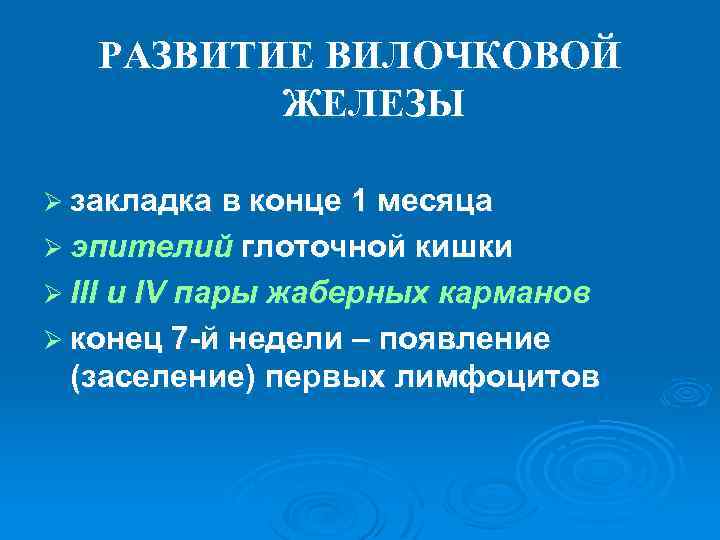 РАЗВИТИЕ ВИЛОЧКОВОЙ ЖЕЛЕЗЫ Ø закладка в конце 1 месяца Ø эпителий глоточной кишки Ø