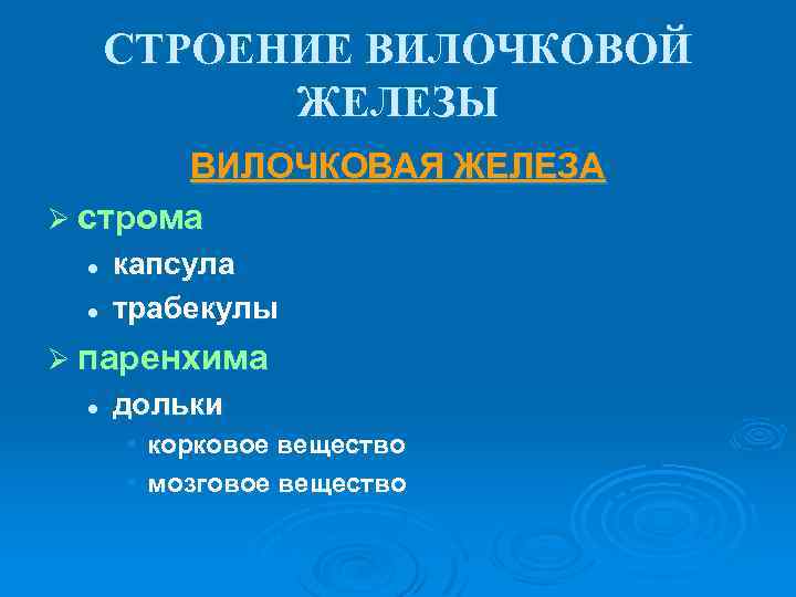 СТРОЕНИЕ ВИЛОЧКОВОЙ ЖЕЛЕЗЫ ВИЛОЧКОВАЯ ЖЕЛЕЗА Ø строма l l капсула трабекулы Ø паренхима l