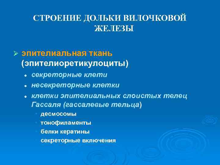 СТРОЕНИЕ ДОЛЬКИ ВИЛОЧКОВОЙ ЖЕЛЕЗЫ Ø эпителиальная ткань (эпителиоретикулоциты) l l l секреторные клети несекреторные