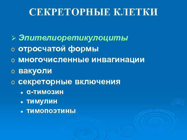 СЕКРЕТОРНЫЕ КЛЕТКИ Ø Эпителиоретикулоциты отросчатой формы o многочисленные инвагинации o вакуоли o секреторные включения