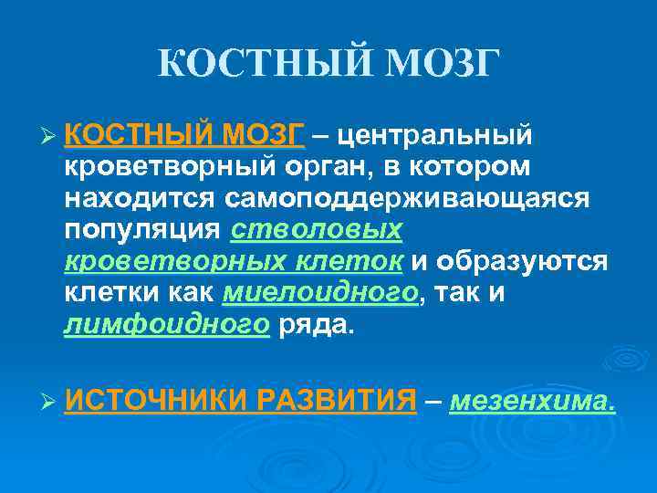 КОСТНЫЙ МОЗГ Ø КОСТНЫЙ МОЗГ – центральный кроветворный орган, в котором находится самоподдерживающаяся популяция