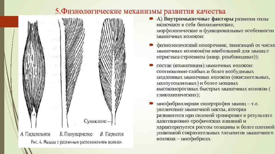 5. Физиологические механизмы развития качества А) Внутримышечные факторы развития силы включают в себя биохимические,