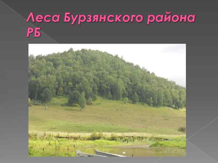 Леса Бурзянского района РБ 