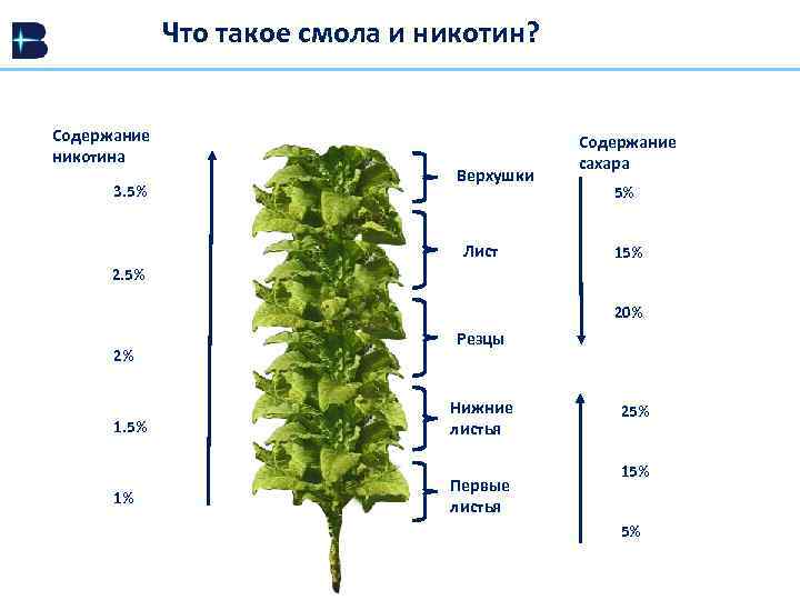 Что содержит никотин