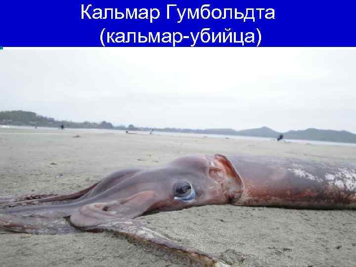 Кальмар Гумбольдта (кальмар-убийца) 
