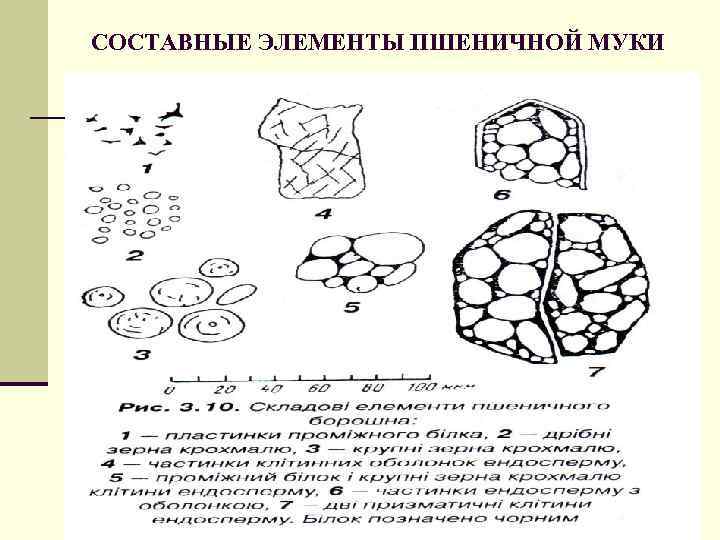 СОСТАВНЫЕ ЭЛЕМЕНТЫ ПШЕНИЧНОЙ МУКИ 