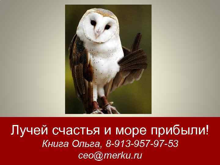 Лучей счастья и море прибыли! Книга Ольга, 8 -913 -957 -97 -53 ceo@merku. ru