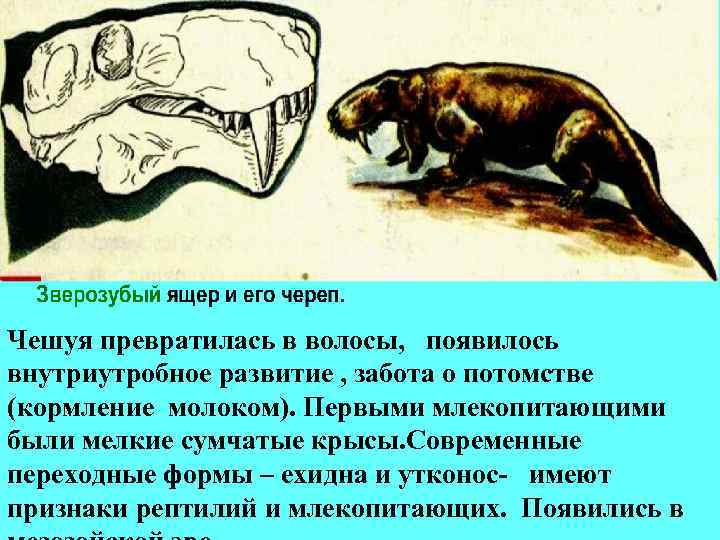 Чешуя превратилась в волосы, появилось внутриутробное развитие , забота о потомстве (кормление молоком). Первыми