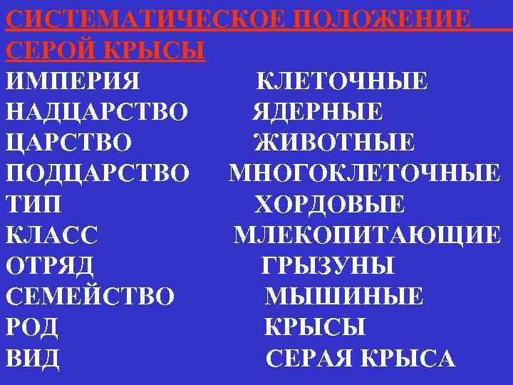 СИСТЕМАТИЧЕСКОЕ ПОЛОЖЕНИЕ СЕРОЙ КРЫСЫ ИМПЕРИЯ КЛЕТОЧНЫЕ НАДЦАРСТВО ЯДЕРНЫЕ ЦАРСТВО ЖИВОТНЫЕ ПОДЦАРСТВО МНОГОКЛЕТОЧНЫЕ ТИП ХОРДОВЫЕ