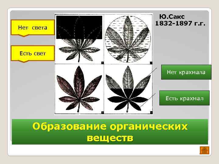 Нет света Ю. Сакс 1832 -1897 г. г. Есть свет Нет крахмала Есть крахмал