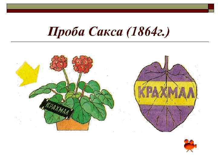 Проба Сакса (1864 г. ) 