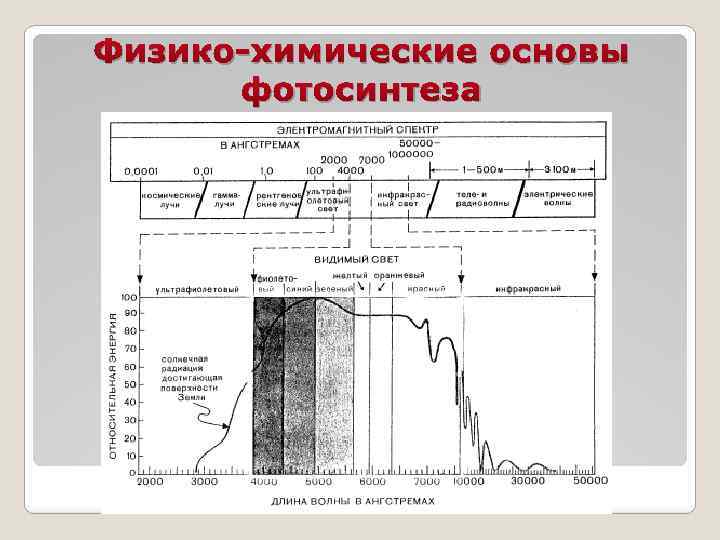 Физико-химические основы фотосинтеза 