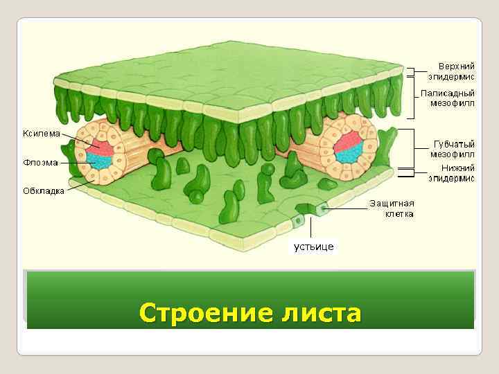 устьице Строение листа 