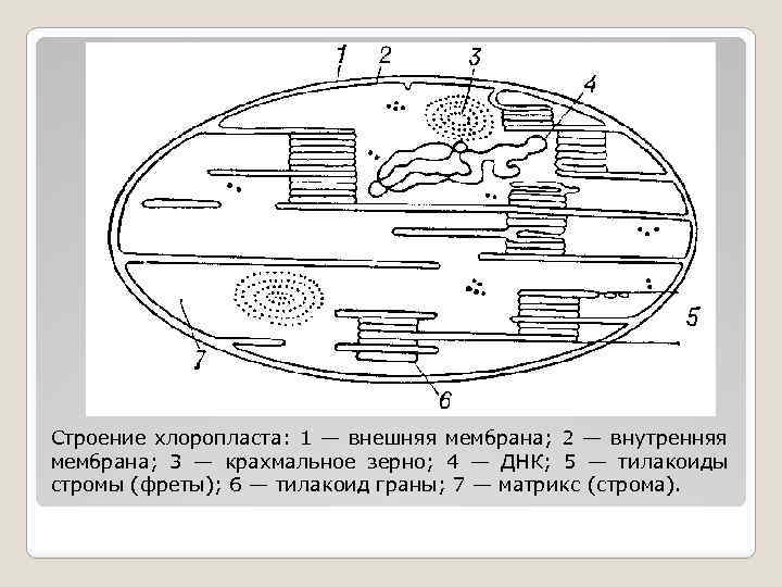 Строение хлоропласта рисунок с подписями