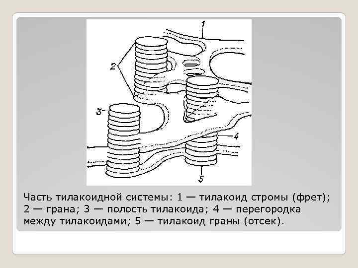 Часть тилакоидной системы: 1 — тилакоид стромы (фрет); 2 — грана; 3 — полость