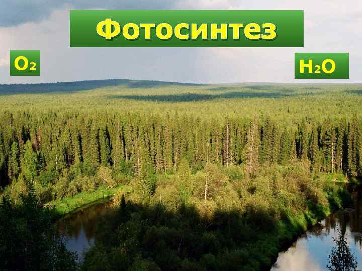 Фотосинтез О 2 Н 2 О 