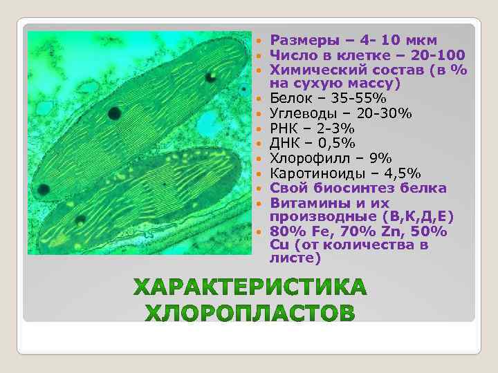  Размеры – 4 - 10 мкм Число в клетке – 20 -100 Химический
