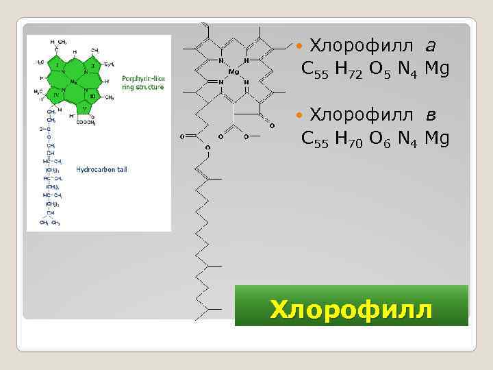 Хлорофилл а