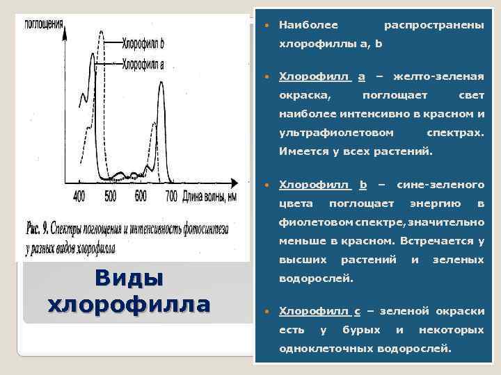  Наиболее распространены хлорофиллы а, b Хлорофилл а – желто-зеленая окраска, поглощает свет наиболее