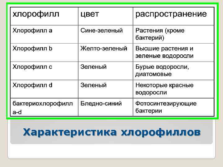 Характеристика хлорофиллов 