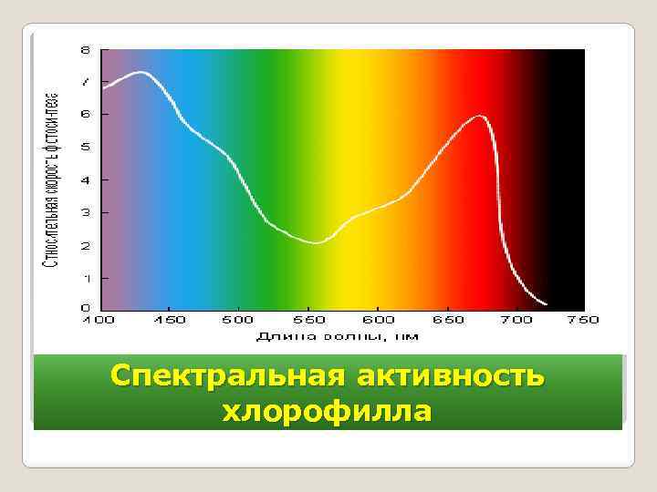 Спектральная активность хлорофилла 