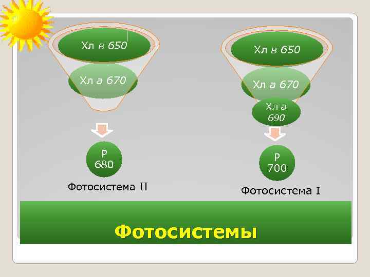 Хл в 650 Хл а 670 Хл а 690 Р 680 Р 700 Фотосистема